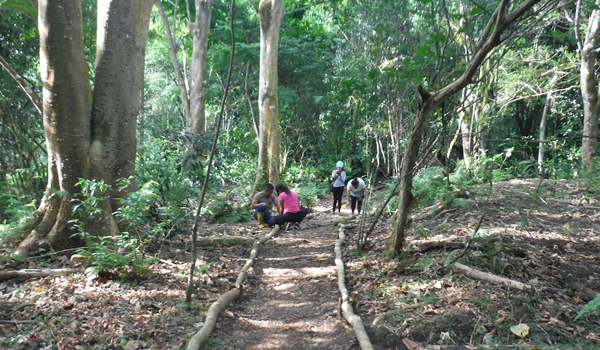 volunteer preparing path on jungle