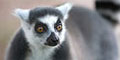 Lemur Conservation Project