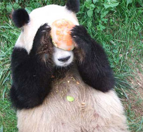 Panda Conservation in China 