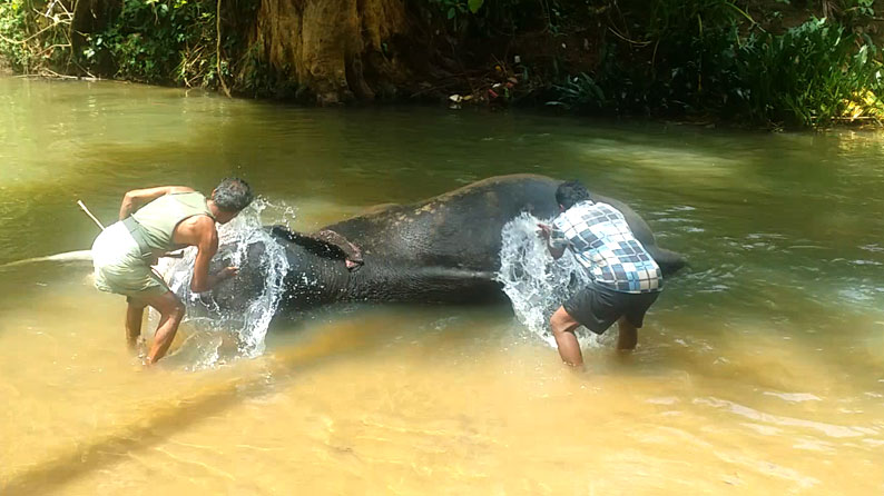Sri Lanka Kegalle Elephant Playing