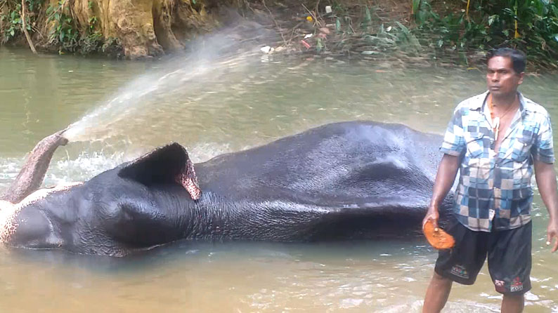 Sri Lanka Kegalle Elephant Conservation
