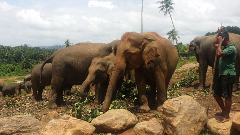 Pinnawala Elephant Grazing