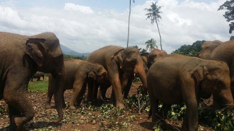 Sri Lanka Pinnawala Elephant Conservation