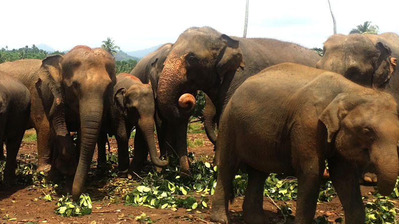 Sri Lanka Pinnawala Elephant Conservation Project
