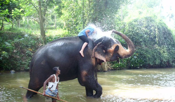 volunteer enjoying in elephant orphanage srilanka