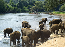 wildlife srilanka