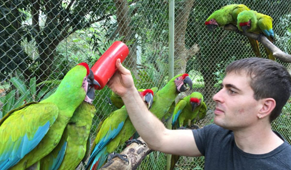 Feeding Macaw