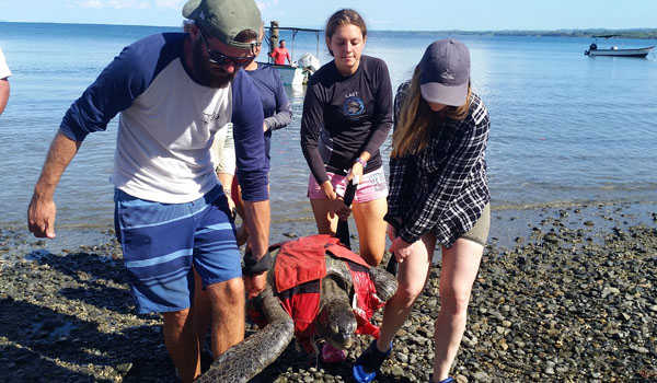 volunteer rescuing turtle