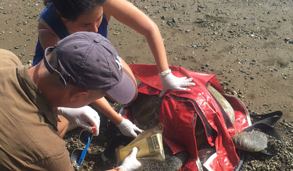 volunteer taking care of turtle