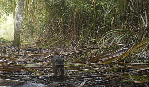 mammal inventory project