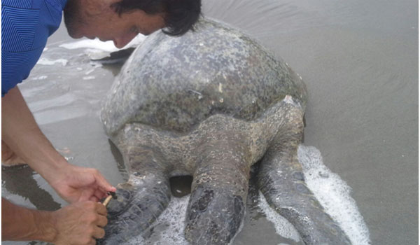 volunteer looking after turtle