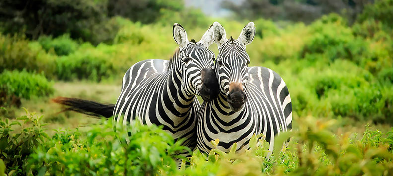 Kenya Safari Zebras'