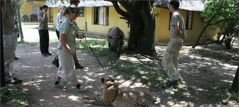volunteer in southafrica wildlife