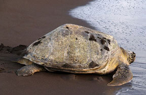 volunteers in Costa Rica Turtle Conservation 