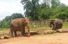volunteers in Sri Lanka