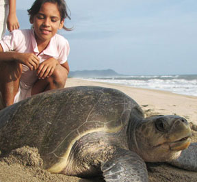Volunteer with Animals In Costa Rica