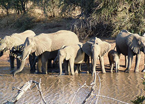 big5 South Africa