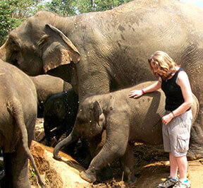 elephant conservation in srilanka