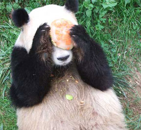 Panda Conservation in China