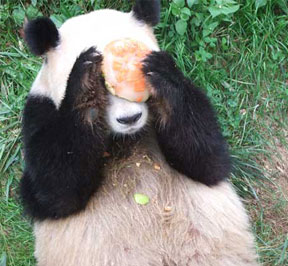 Panda Conservation in China (Ya’an)