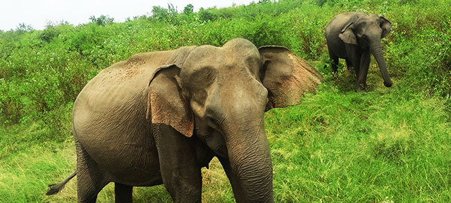 internship in wildlife