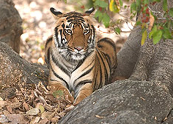 Volunteer In India Corbett National Park