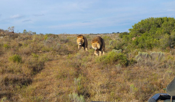 volunteer in wildlife project south africa