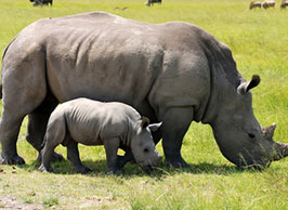 maasai mara