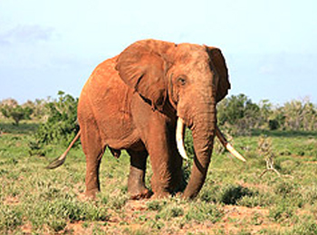 Volunteer In South Africa Orphanage Volunteer in Orphanage project in South Africa