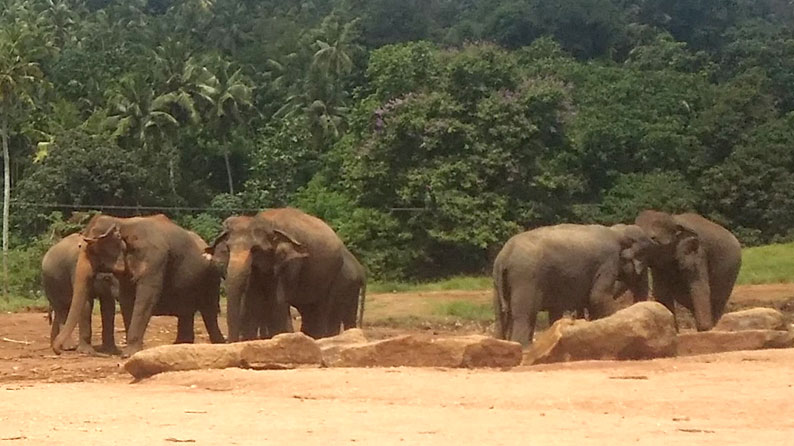 Pinnawala Elephant Project Sri lanka