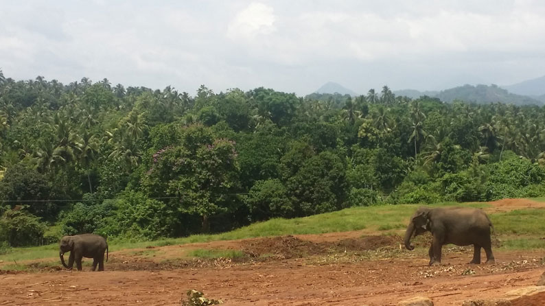 Sri Lanka Pinnawala Elephant Playing