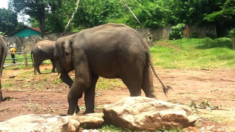 Pinnawala Elephant Conservation