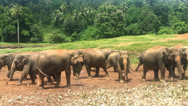 Elephant Conservation in Sri Lanka