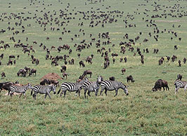 Serengeti