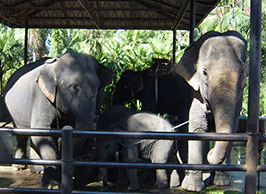 Elephant Village