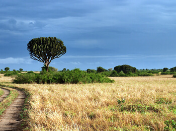 Travel in Uganda with Globalcrossroad Travel in Uganda