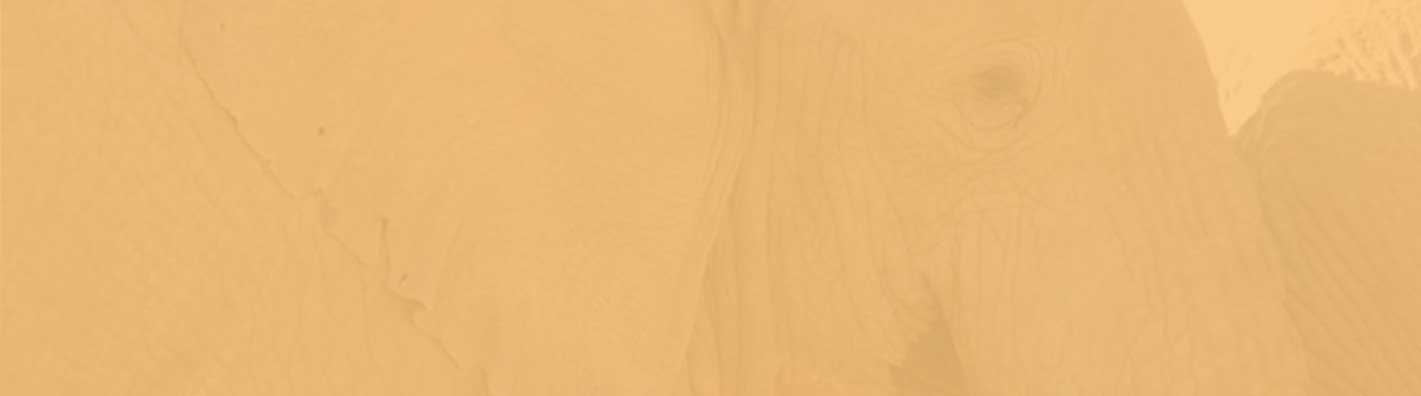 Desert Elephant Project